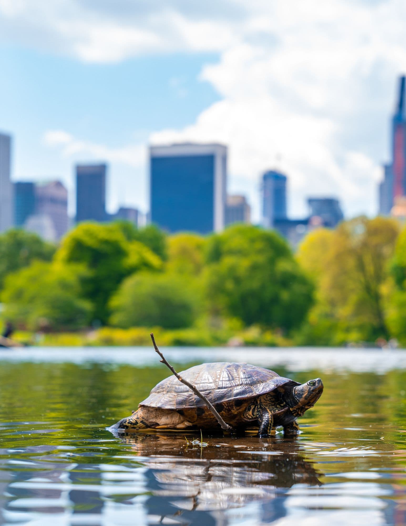 Turtle Pond